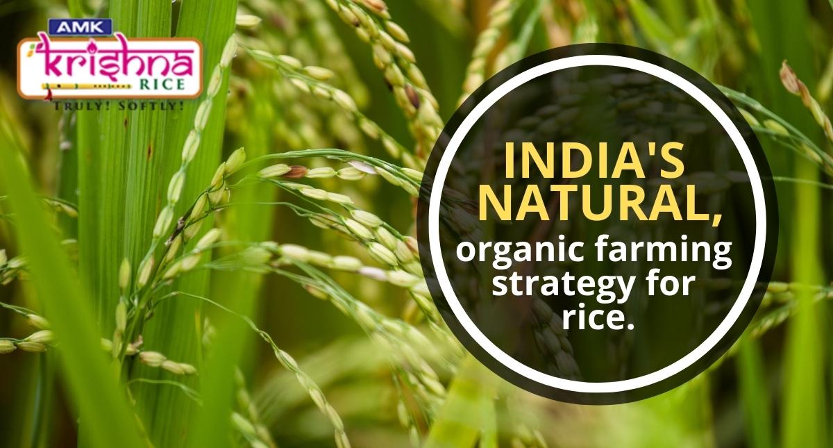 India's natural, organic farming strategy for rice